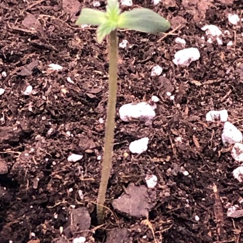 Royal Bluematic Auto - RQS growlog timeline photo