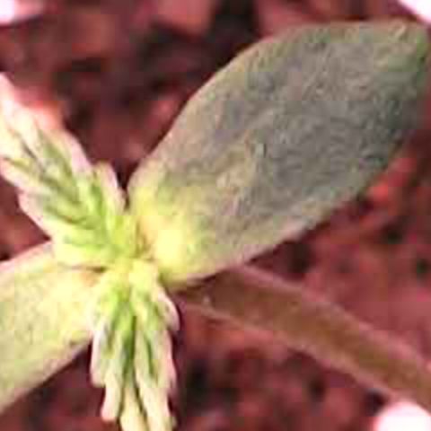 Royal Bluematic Auto - RQS growlog timeline photo