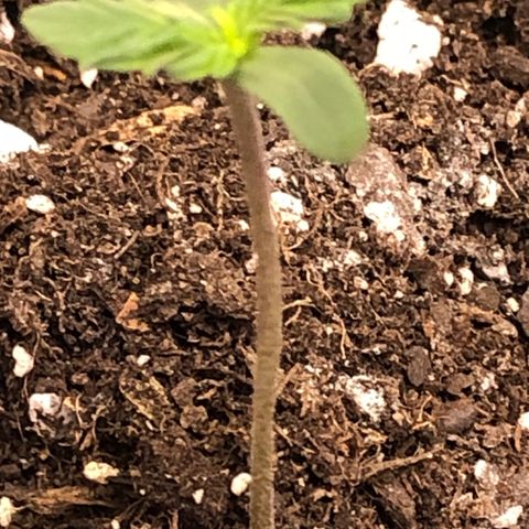 Royal Bluematic Auto - RQS growlog timeline photo