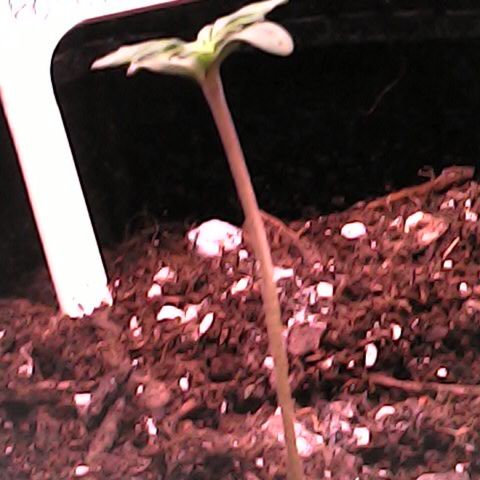 Royal Bluematic Auto - RQS growlog timeline photo