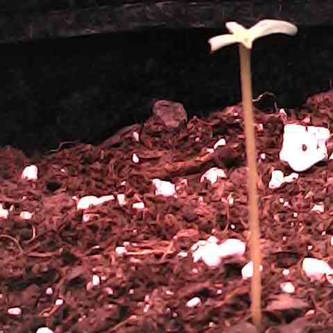 Royal Bluematic Auto - RQS growlog timeline photo