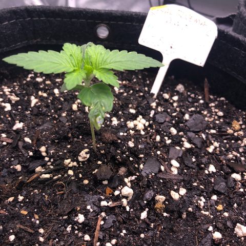 Fat Banana Auto - RQS growlog timeline photo