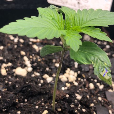 Fat Banana Auto - RQS growlog timeline photo