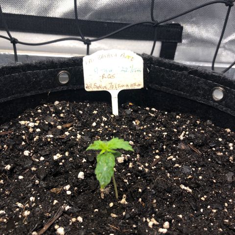 Fat Banana Auto - RQS growlog timeline photo
