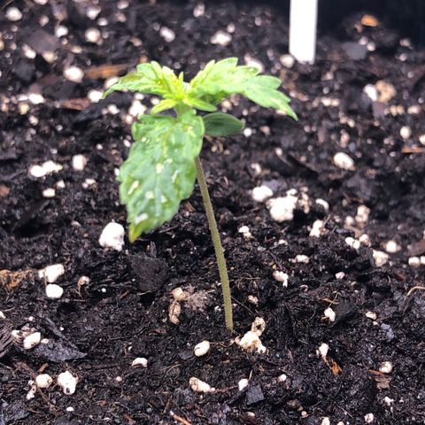 Fat Banana Auto - RQS growlog timeline photo