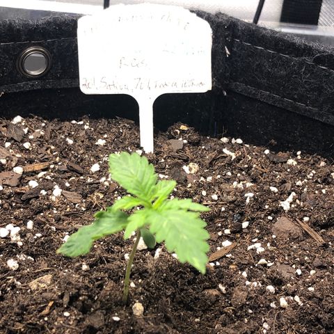 Fat Banana Auto - RQS growlog timeline photo