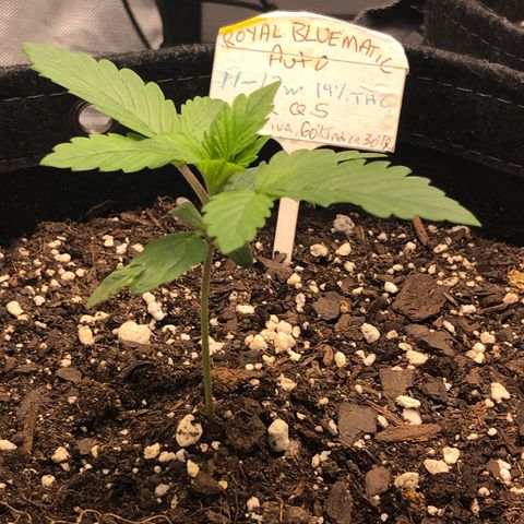 Royal Bluematic Auto - RQS growlog timeline photo