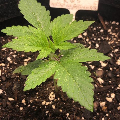 Royal Bluematic Auto - RQS growlog timeline photo