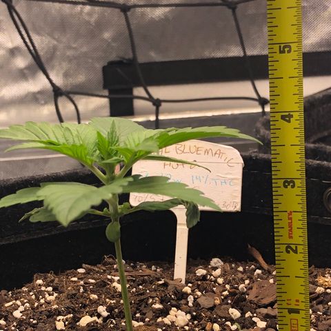 Royal Bluematic Auto - RQS growlog timeline photo