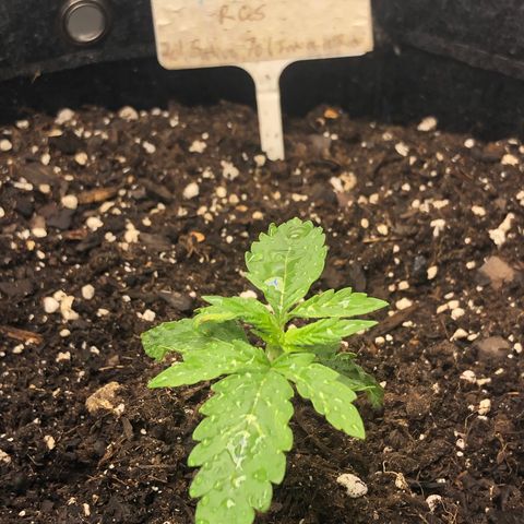 Fat Banana Auto - RQS growlog timeline photo