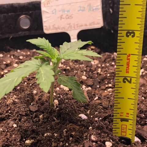Fat Banana Auto - RQS growlog timeline photo