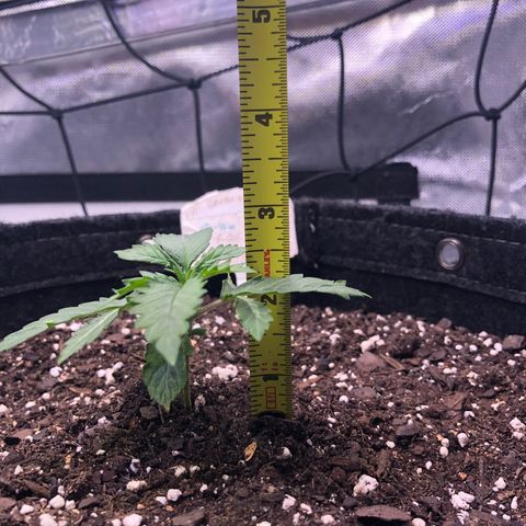 Royal Bluematic Auto - RQS growlog timeline photo