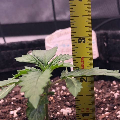 Royal Bluematic Auto - RQS growlog timeline photo