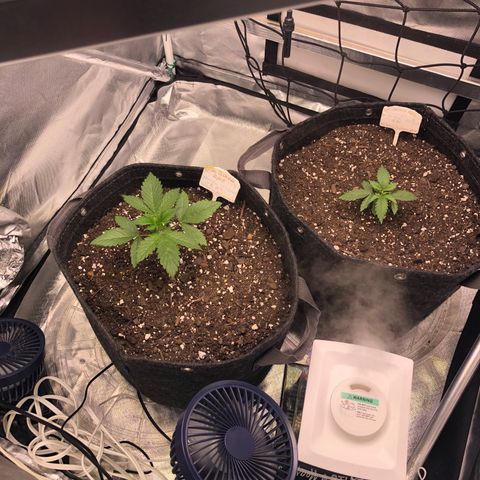 Royal Bluematic Auto - RQS growlog timeline photo