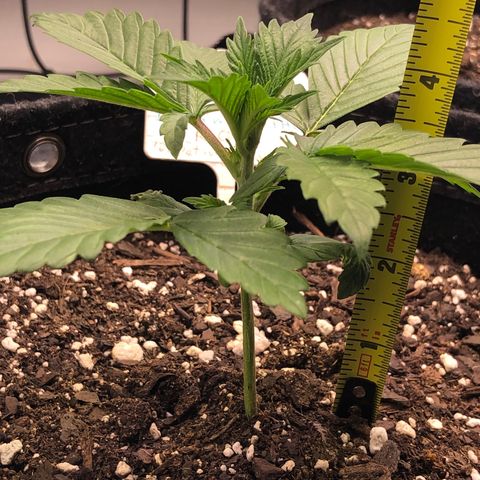 Royal Bluematic Auto - RQS growlog timeline photo