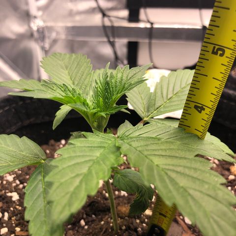Royal Bluematic Auto - RQS growlog timeline photo