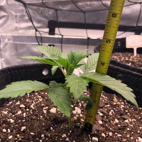 Royal Bluematic Auto - RQS growlog timeline photo