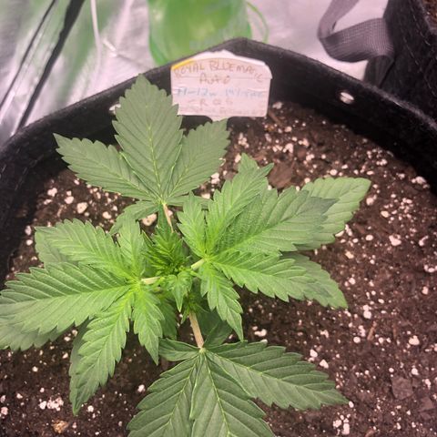 Royal Bluematic Auto - RQS growlog timeline photo