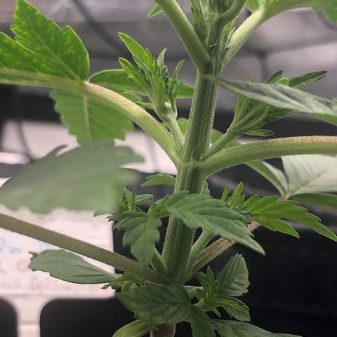 Royal Bluematic Auto - RQS growlog timeline photo