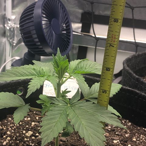 Royal Bluematic Auto - RQS growlog timeline photo
