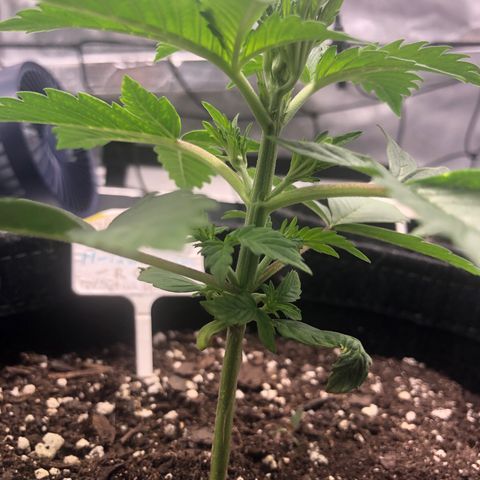 Royal Bluematic Auto - RQS growlog timeline photo