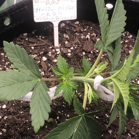Royal Bluematic Auto - RQS growlog timeline photo