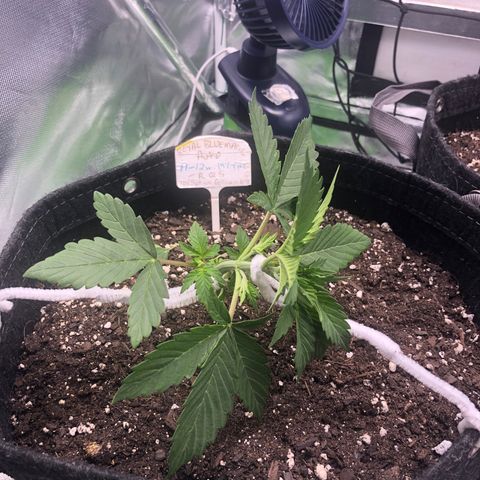Royal Bluematic Auto - RQS growlog timeline photo