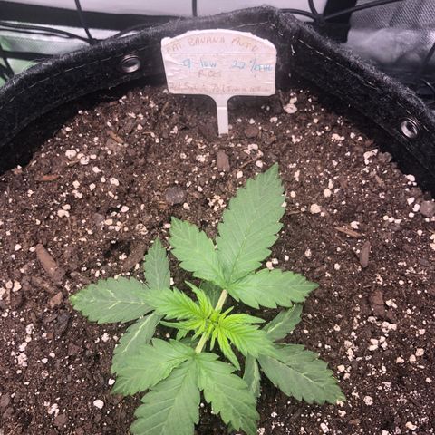 Fat Banana Auto - RQS growlog timeline photo