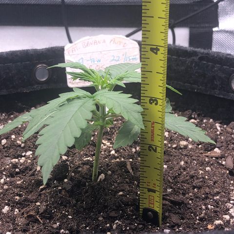 Fat Banana Auto - RQS growlog timeline photo