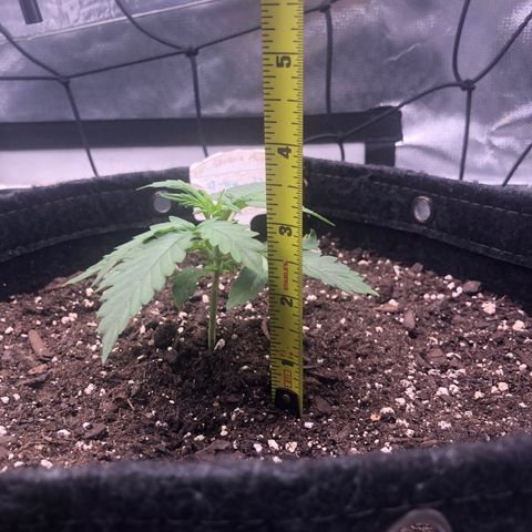 Fat Banana Auto - RQS growlog timeline photo