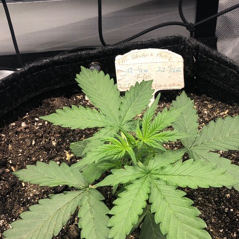 Royal Bluematic Auto - RQS growlog timeline photo