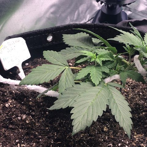 Royal Bluematic Auto - RQS growlog timeline photo