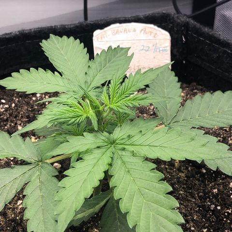 Royal Bluematic Auto - RQS growlog timeline photo