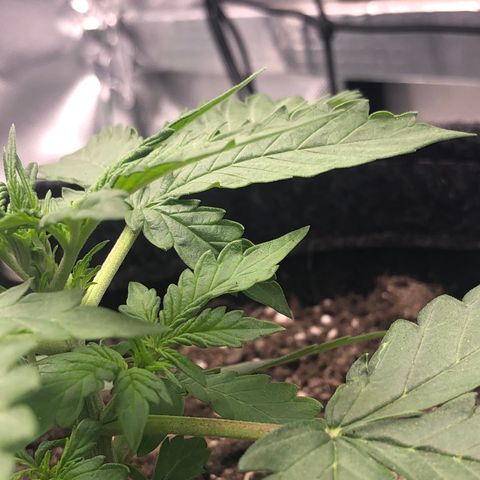 Royal Bluematic Auto - RQS growlog timeline photo