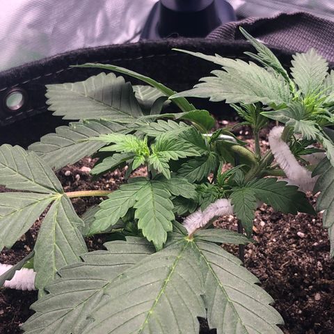 Royal Bluematic Auto - RQS growlog timeline photo