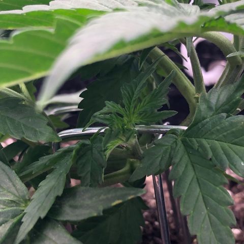 Royal Bluematic Auto - RQS growlog timeline photo