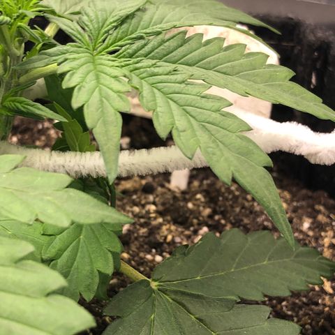 Royal Bluematic Auto - RQS growlog timeline photo