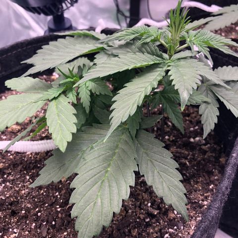 Royal Bluematic Auto - RQS growlog timeline photo