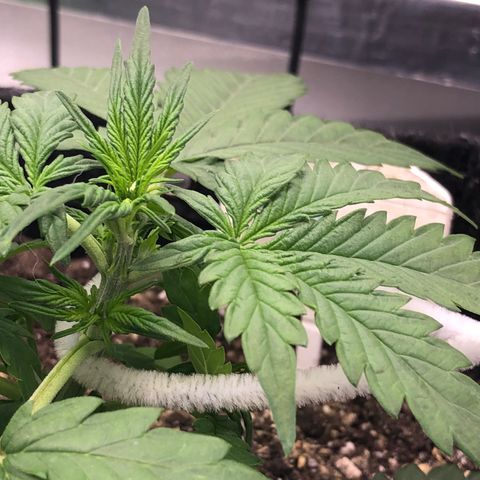Royal Bluematic Auto - RQS growlog timeline photo