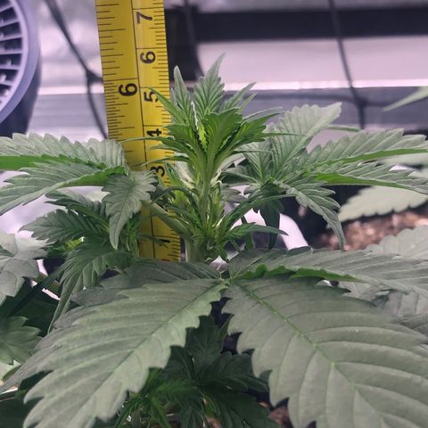Royal Bluematic Auto - RQS growlog timeline photo