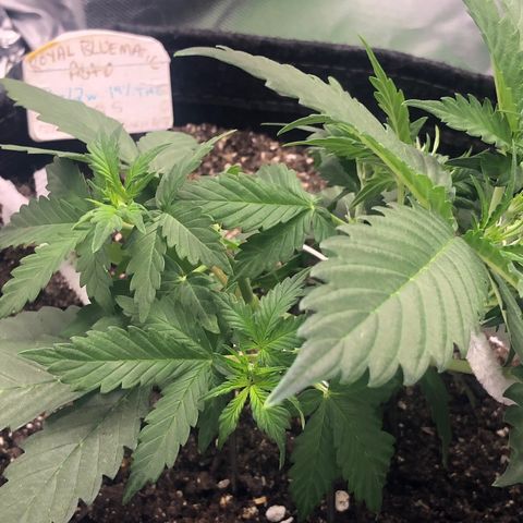 Royal Bluematic Auto - RQS growlog timeline photo