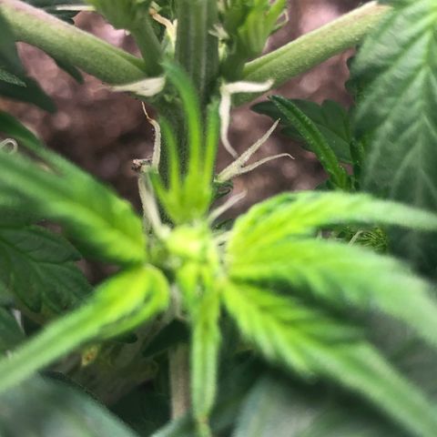 Royal Bluematic Auto - RQS growlog timeline photo