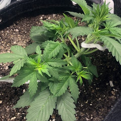 Royal Bluematic Auto - RQS growlog timeline photo