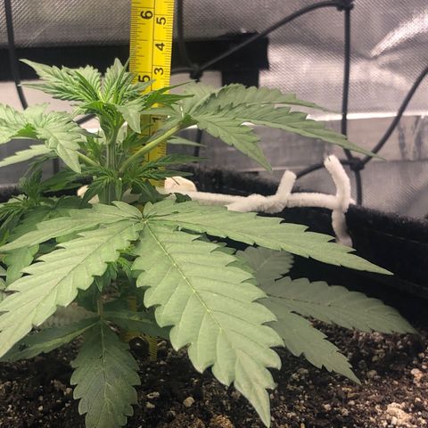 Royal Bluematic Auto - RQS growlog timeline photo