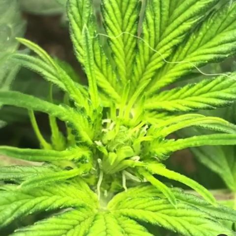 Royal Bluematic Auto - RQS growlog timeline photo
