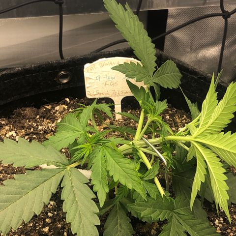 Royal Bluematic Auto - RQS growlog timeline photo