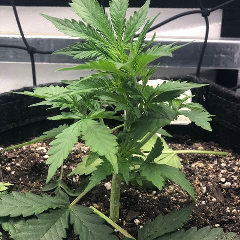 Royal Bluematic Auto - RQS growlog timeline photo