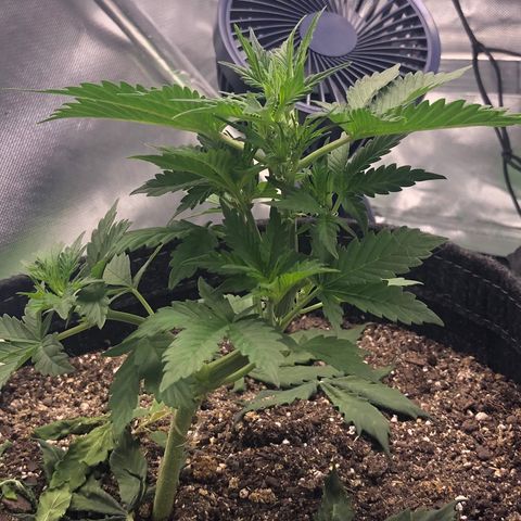 Royal Bluematic Auto - RQS growlog timeline photo