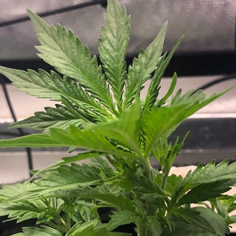 Royal Bluematic Auto - RQS growlog timeline photo