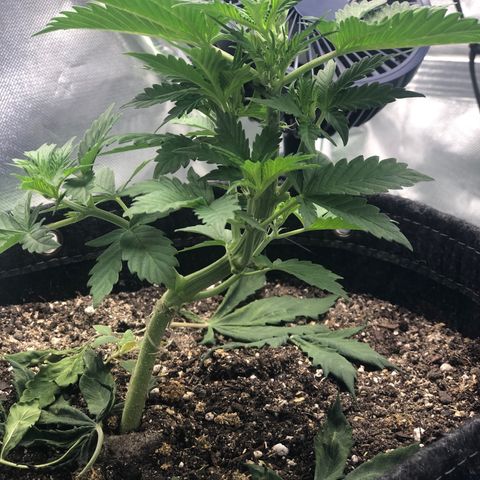 Royal Bluematic Auto - RQS growlog timeline photo